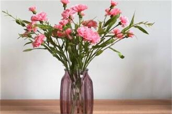 鲜切康乃馨如何养水培，三个步骤水培康乃馨