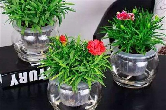 鲜切康乃馨如何养水培，三个步骤水培康乃馨