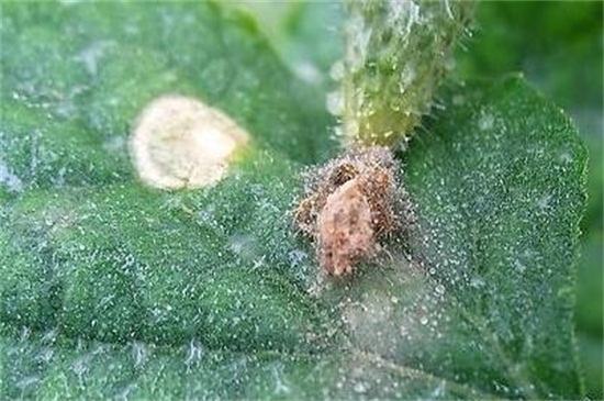 鲜切康乃馨如何养水培，三个步骤水培康乃馨