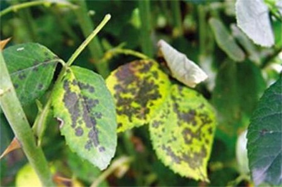 鲜切康乃馨如何养水培，三个步骤水培康乃馨