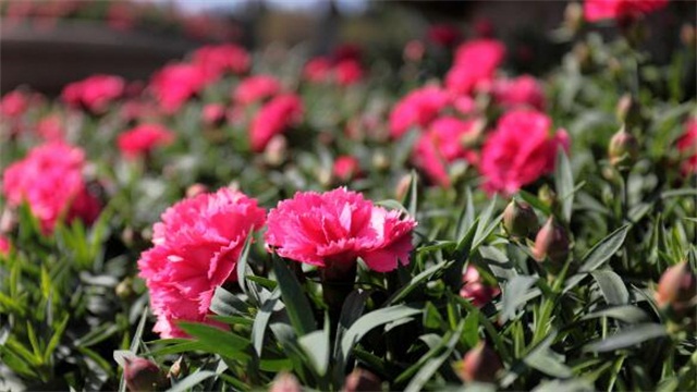 康乃馨的养殖办法和留意事项