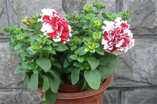 康乃馨的养殖办法和留意事项