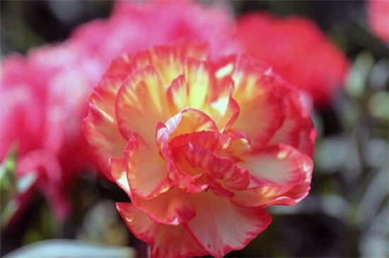 康乃馨的养殖办法和留意事项