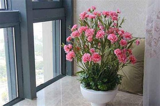 康乃馨的养殖办法和留意事项