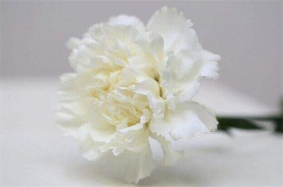 红色康乃馨代表什么，代表着热情迷恋的爱