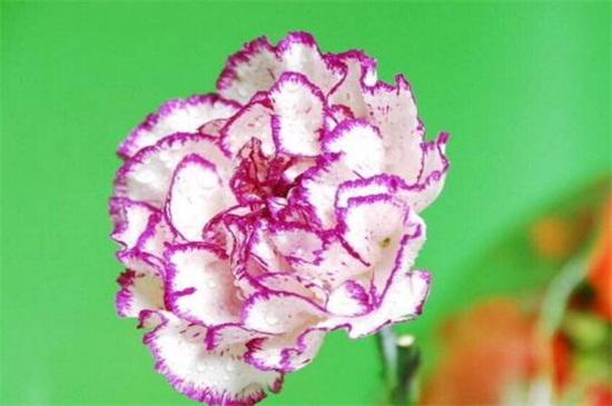 红色康乃馨代表什么，代表着热情迷恋的爱