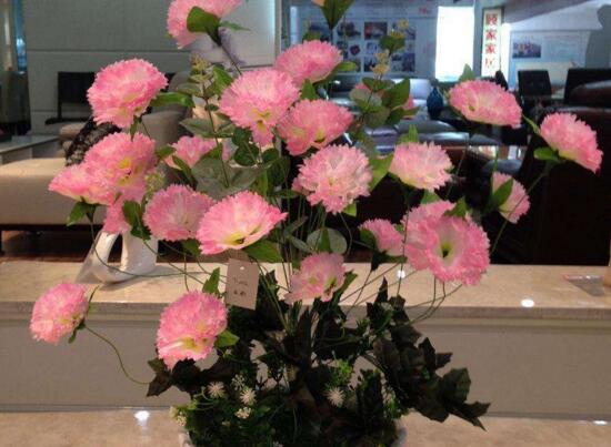 康乃馨一年开几次花，一次/花期在5～8月