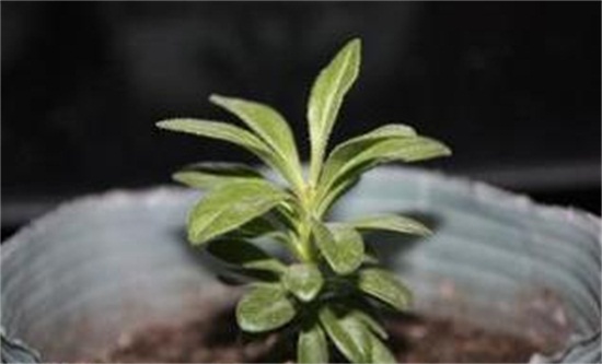 康乃馨如何摘心图解，幼苗期需要实行两次摘心