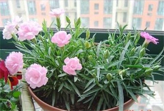 康乃馨如何摘心图解，幼苗期需要实行两次摘心