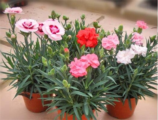 康乃馨如何摘心图解，幼苗期需要实行两次摘心