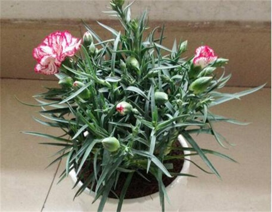 康乃馨如何摘心图解，幼苗期需要实行两次摘心