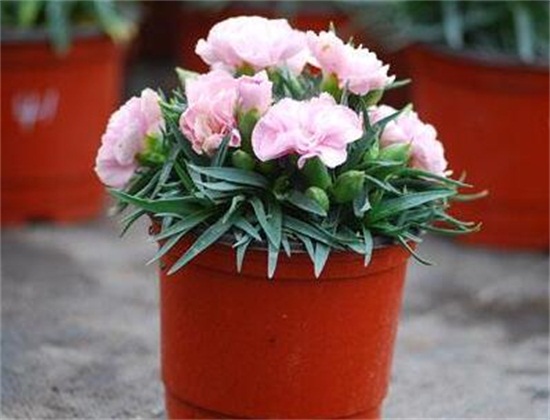 康乃馨如何摘心图解，幼苗期需要实行两次摘心