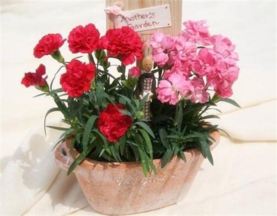 康乃馨如何摘心图解，幼苗期需要实行两次摘心