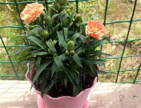 康乃馨如何摘心图解，幼苗期需要实行两次摘心