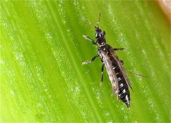 康乃馨如何摘心图解，幼苗期需要实行两次摘心