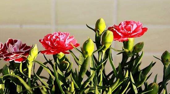 康乃馨花骨朵不开花如何办，四个小窍门让康乃馨花开满盆