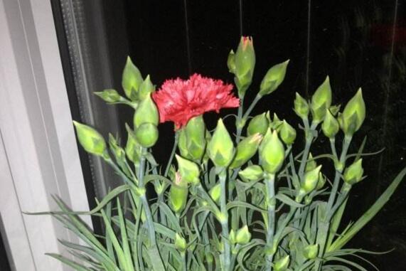 康乃馨花骨朵不开花如何办，四个小窍门让康乃馨花开满盆