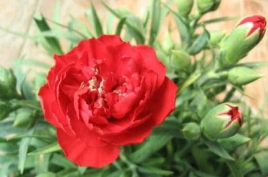 康乃馨花骨朵不开花如何办，四个小窍门让康乃馨花开满盆