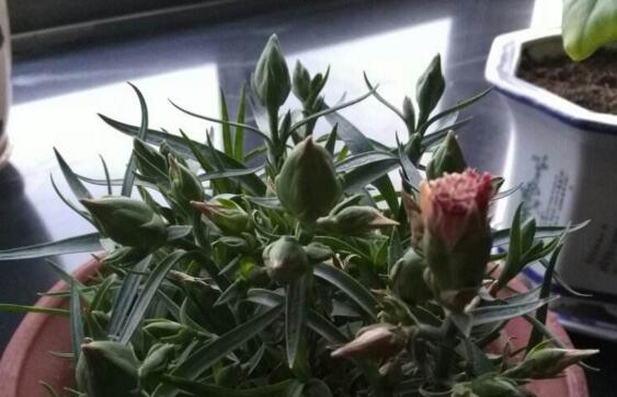 康乃馨花骨朵不开花如何办，四个小窍门让康乃馨花开满盆