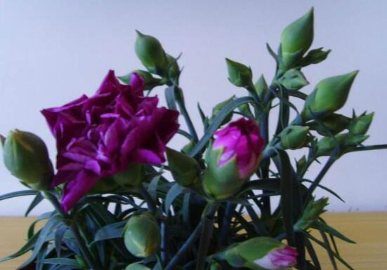 康乃馨花骨朵不开花如何办，四个小窍门让康乃馨花开满盆