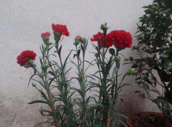 康乃馨花骨朵不开花如何办，四个小窍门让康乃馨花开满盆