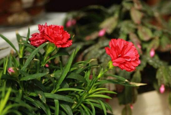 康乃馨花骨朵不开花如何办，四个小窍门让康乃馨花开满盆