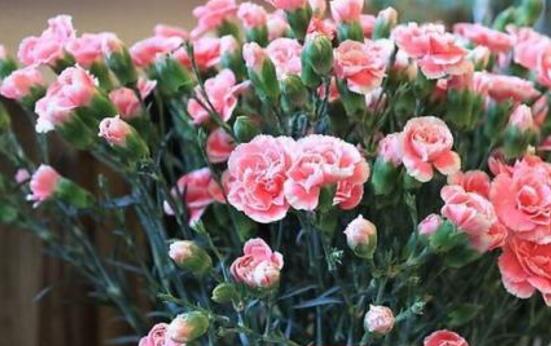 如何让康乃馨快速开花，6个要点让你的康乃馨花团锦簇