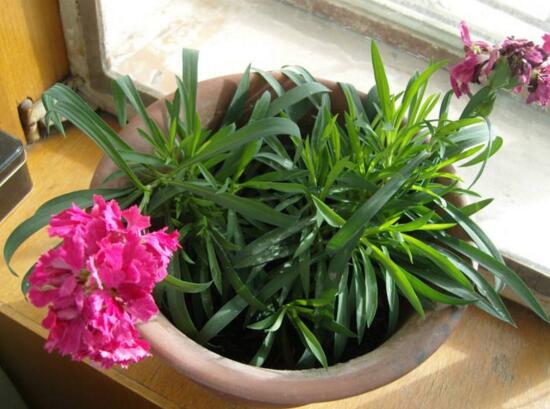 如何让康乃馨快速开花，6个要点让你的康乃馨花团锦簇