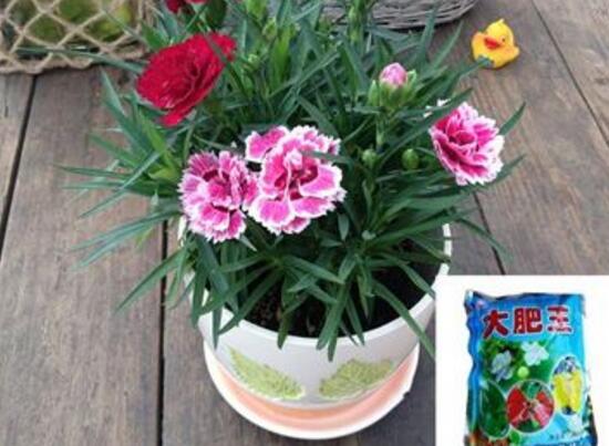 如何让康乃馨快速开花，6个要点让你的康乃馨花团锦簇