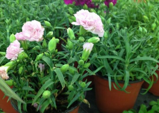 如何让康乃馨快速开花，6个要点让你的康乃馨花团锦簇