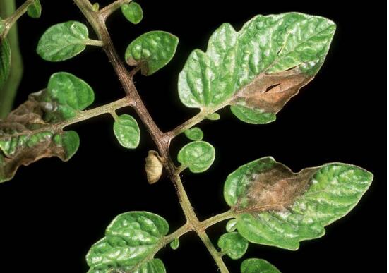 如何让康乃馨快速开花，6个要点让你的康乃馨花团锦簇