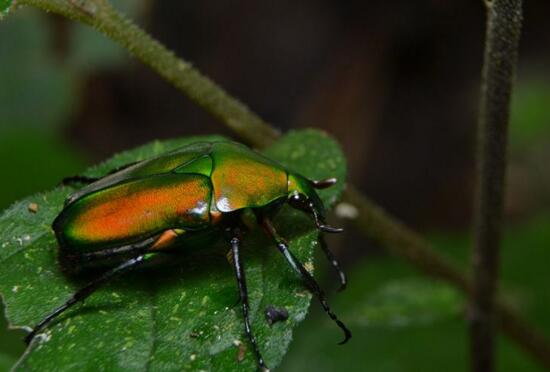 如何让康乃馨快速开花，6个要点让你的康乃馨花团锦簇