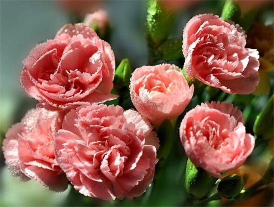 康乃馨如何延长保存时间，5个办法教你保存美丽的康乃馨