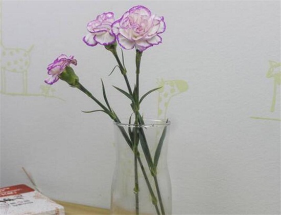 康乃馨如何延长保存时间，5个办法教你保存美丽的康乃馨