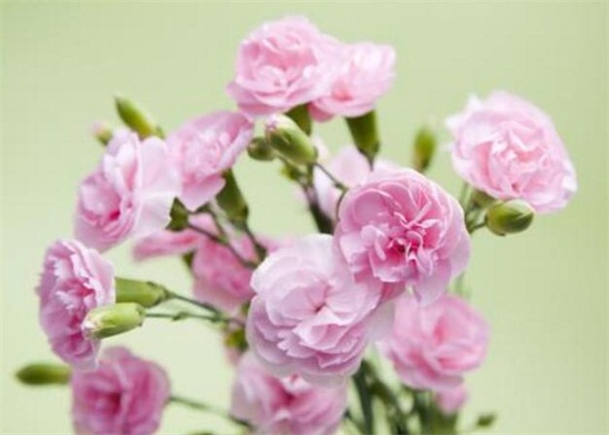 康乃馨如何延长保存时间，5个办法教你保存美丽的康乃馨
