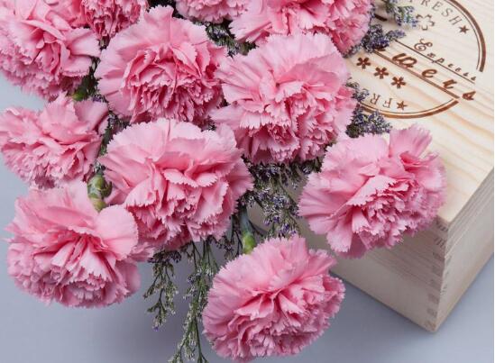 康乃馨花束如何养，5个步骤让你的康乃馨花束活过来