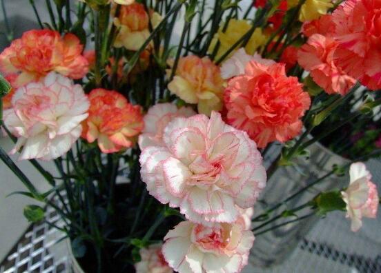 康乃馨花束如何养，5个步骤让你的康乃馨花束活过来