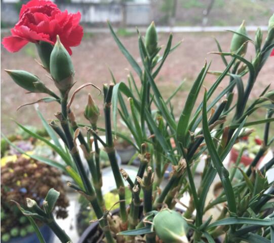 康乃馨叶子干了如何办，四种办法让你的康乃馨恢复生机