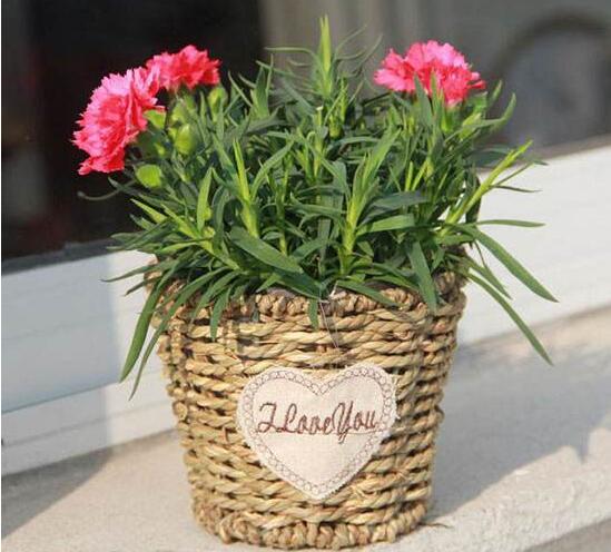 康乃馨叶子干了如何办，四种办法让你的康乃馨恢复生机