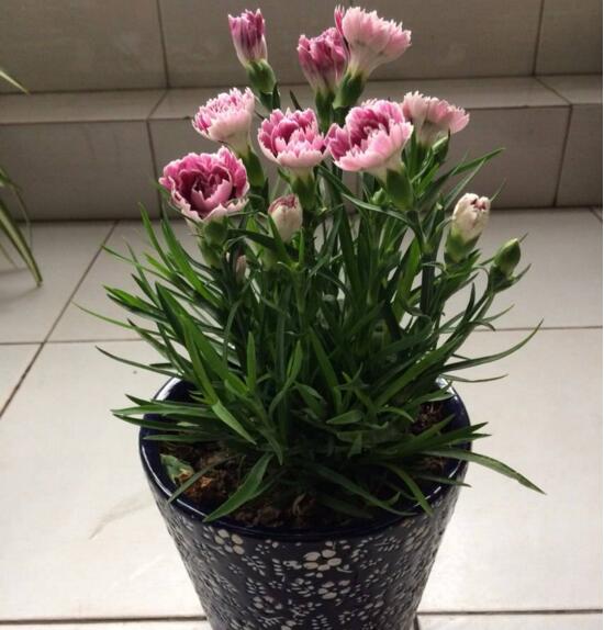 康乃馨叶子干了如何办，四种办法让你的康乃馨恢复生机