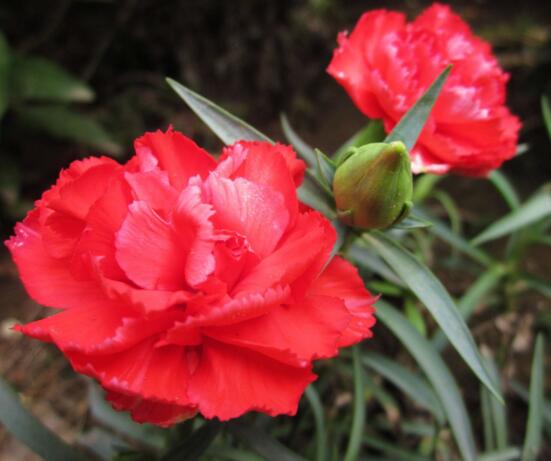 康乃馨如何水养，5个步骤教你养出漂亮的康乃馨