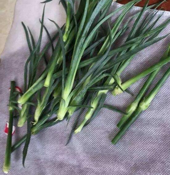 康乃馨如何水养，5个步骤教你养出漂亮的康乃馨