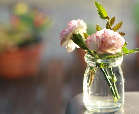 康乃馨如何水养，5个步骤教你养出漂亮的康乃馨