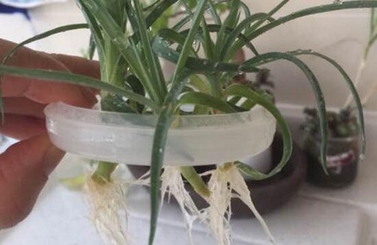 康乃馨如何水养，5个步骤教你养出漂亮的康乃馨