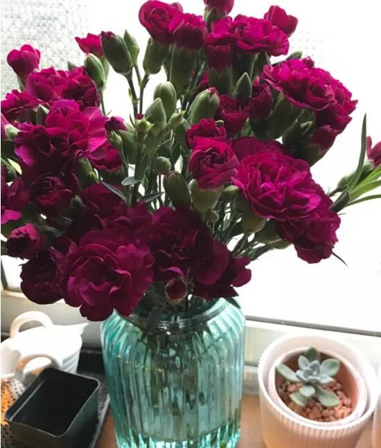 康乃馨如何水养，5个步骤教你养出漂亮的康乃馨