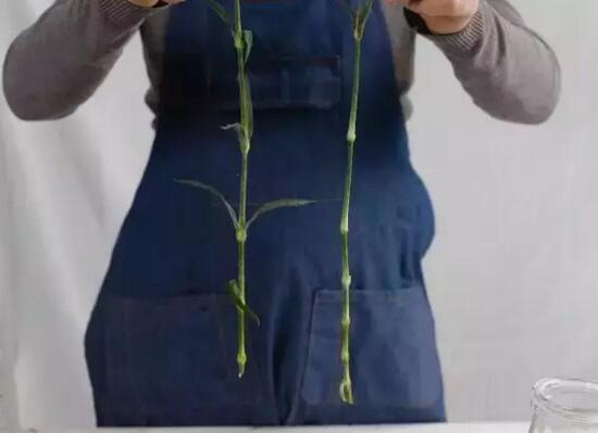 康乃馨如何水养，5个步骤教你养出漂亮的康乃馨