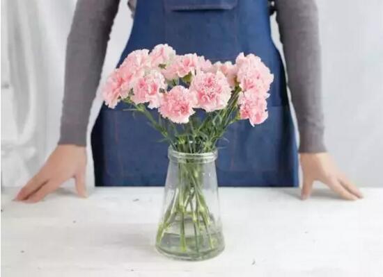 康乃馨如何水养，5个步骤教你养出漂亮的康乃馨