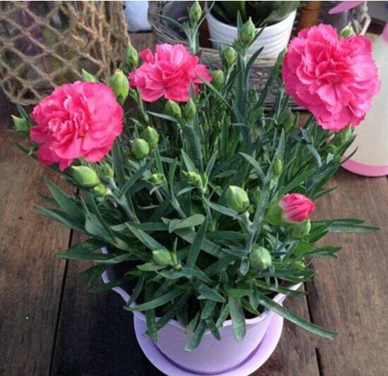 康乃馨如何种植，康乃馨种子的种植办法(6个步骤)