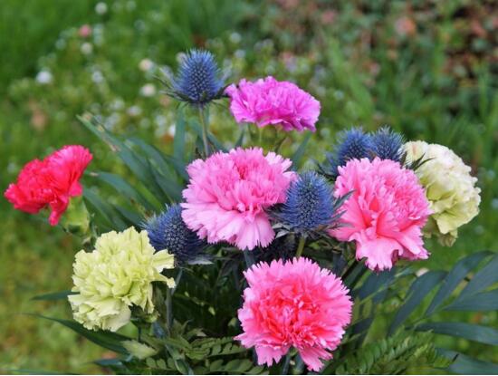 康乃馨如何种植，康乃馨种子的种植办法(6个步骤)