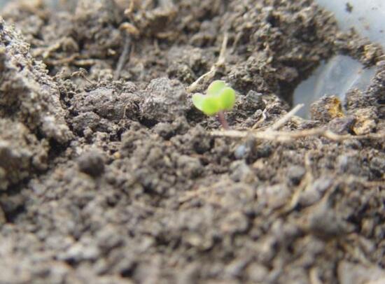 康乃馨如何种植，康乃馨种子的种植办法(6个步骤)